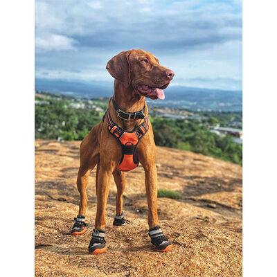 M-Pets Hiking Dog Shoes Durable All-Terrain Protection XL