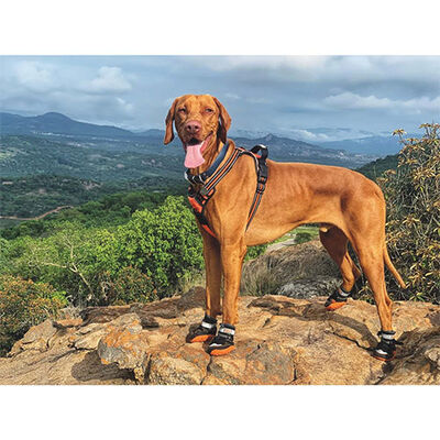 M-Pets Hiking Dog Shoes Durable All-Terrain Protection XL